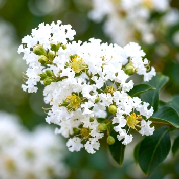 LAGERSTROEMIA na pniu biała - kremowa bez południa - sadzonki 60 / 80 cm